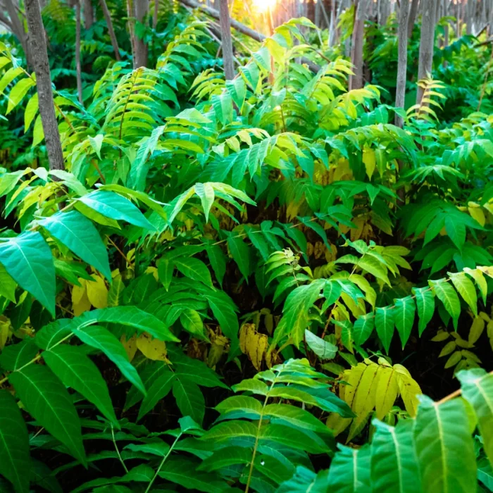 When Nature Speaks: What Invasive Plants Tell Us About Environmental Change?